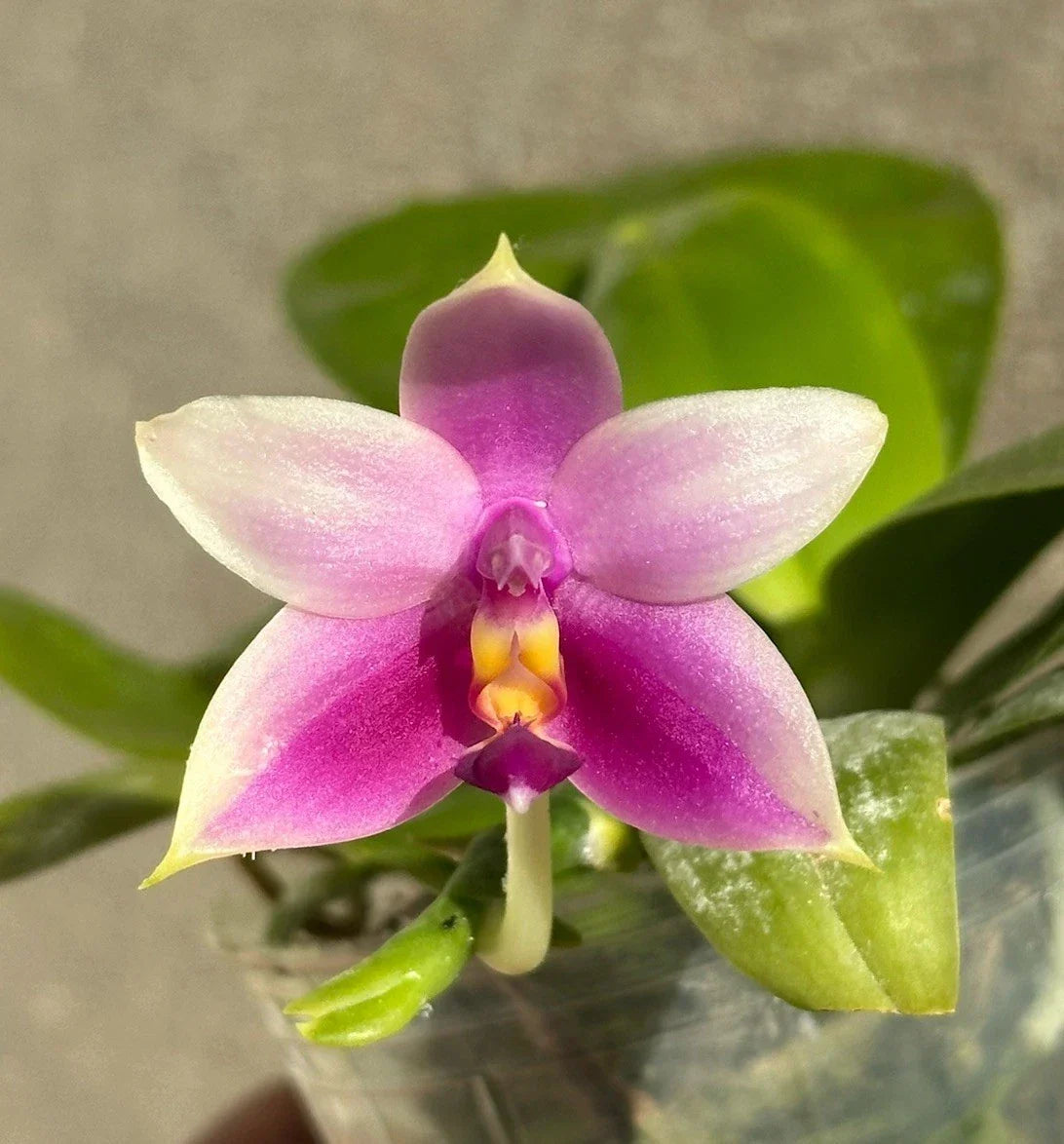 Phalaenopsis Orchid Plant - Fragrant Blooming Variety - Phalaenopsis violacea - Indoor Houseplant with Healthy Roots