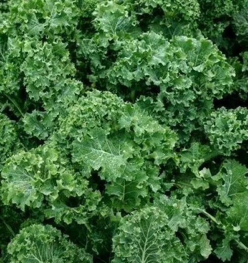 Dwarf Siberian Kale Seeds 500+ Organic Brassica oleracea var. sabellica for Salad, Survival Greens