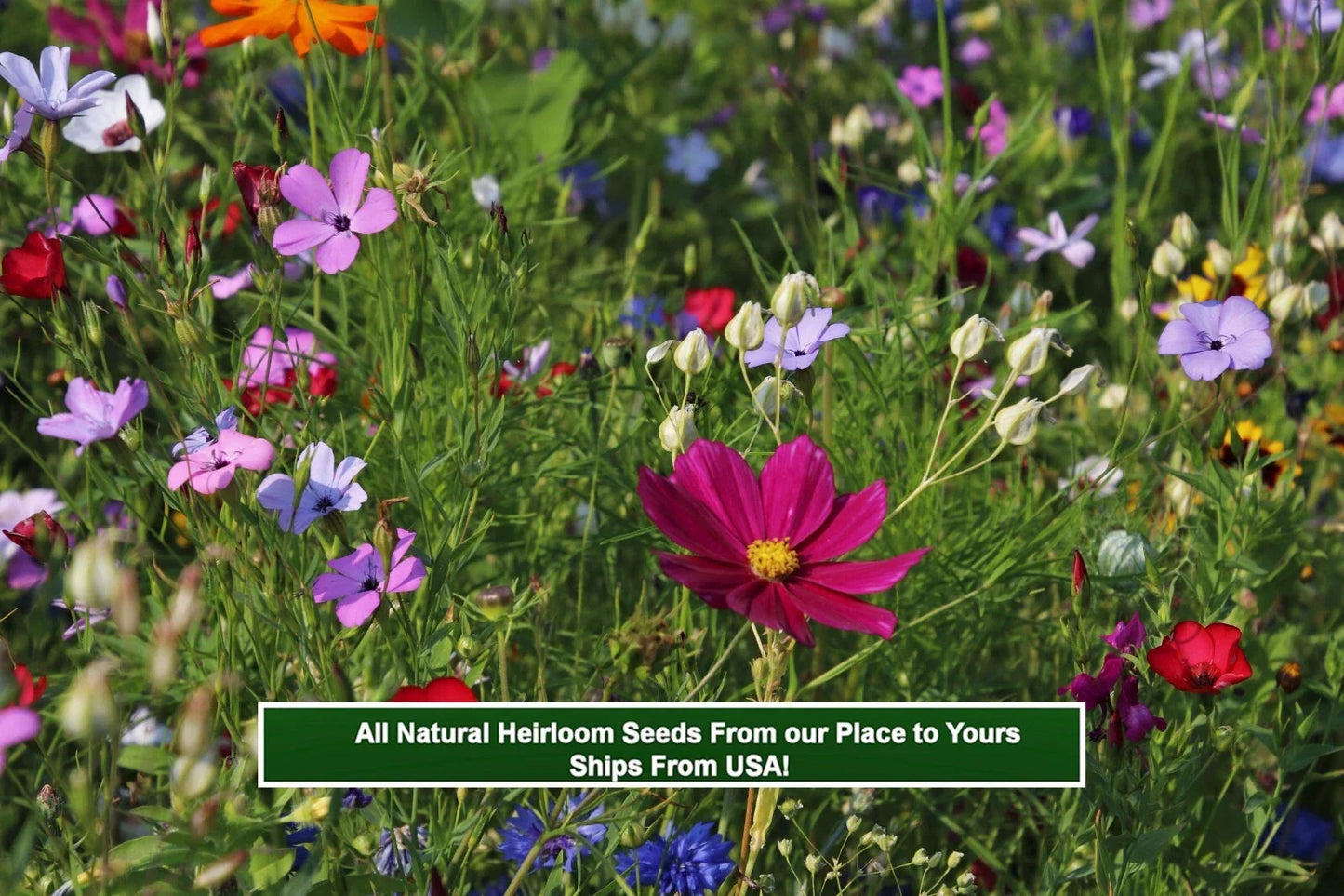 Wildflower Seed Mix - 250 Seeds - Colorful Heirloom Wildflowers for Pollinators - Bee and Butterfly Attracting Seed Pack