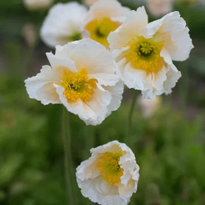 Iceland Champagne Bubbles White Poppy Seeds - 200+ Count - Papaver nudicaule