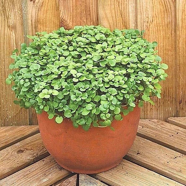 True Watercress Seeds 1 OZ - Organic Nasturtium officinale for Shade Gardens