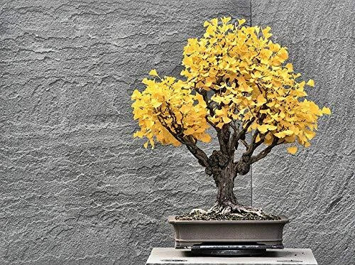 Bonsai Ginkgo Biloba Tree Seeds - 5 Pack - Edible Leaves for Memory Enhancement