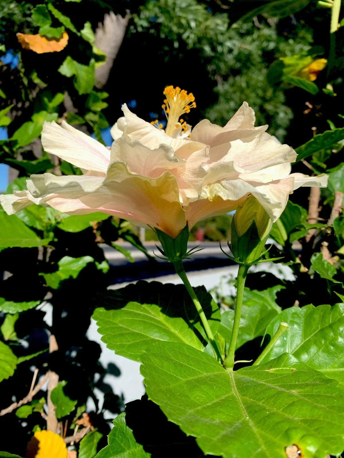 Cream with Pink Splash Hibiscus Cuttings - 6 Inch Non-Rooted Hibiscus rosa-sinensis for Garden & Pot Planting