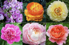 20 Peony Flower Seeds | Rare Exotic Bloom | Garden Plant | Paeonia spp.