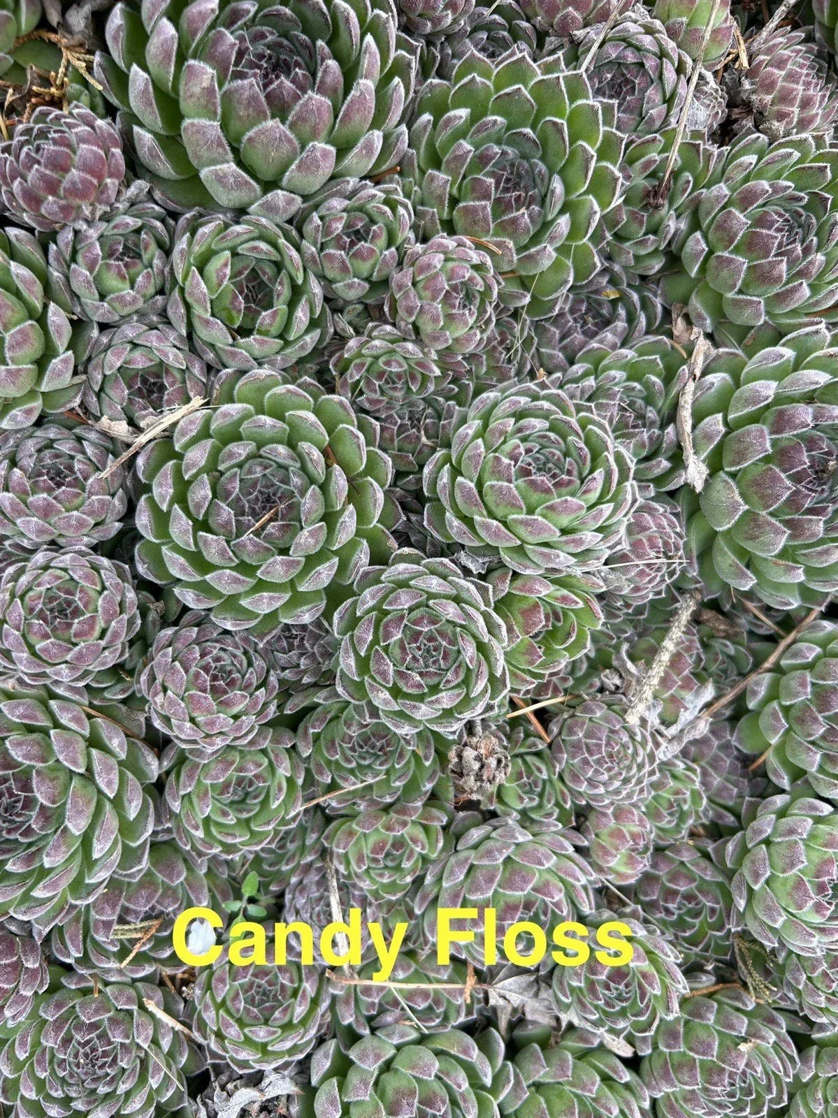 10 Candy Floss Hens and Chicks Sempervivum Succulents - Hardy Perennials for Zones 4-8