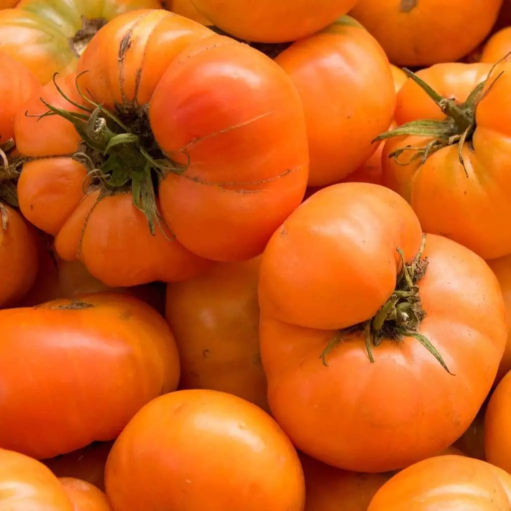Amana Orange Tomato Seeds - Rare Heirloom, Non-GMO, Solanum lycopersicum, Juicy Orange Tomatoes for Garden or Containers