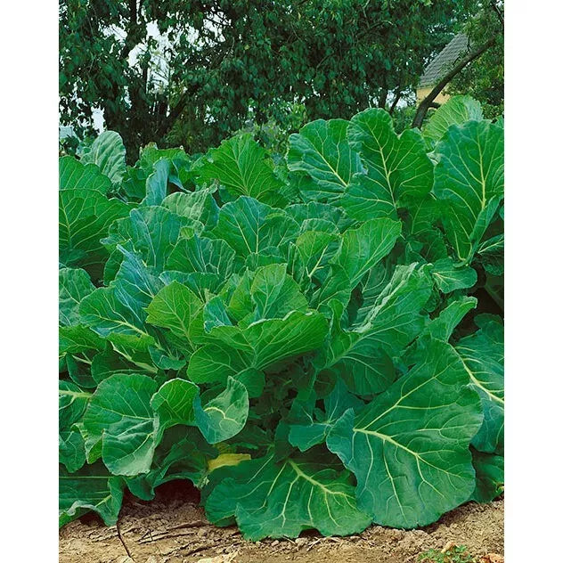 Couve Tronchuda Kale Seeds - 2000 Non-GMO Heirloom Seeds - Portuguese Variety Brassica oleracea