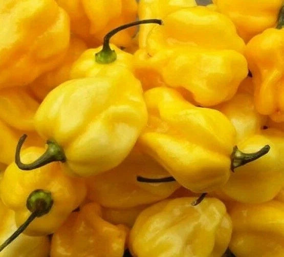Yellow Habanero Hot Pepper Seeds - 30+ Caribbean Yellow Capsicum chinense for Salsa & Spicy Cooking