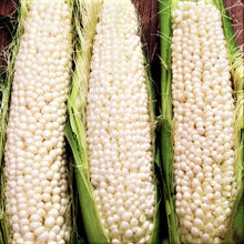 Country Gentleman Sweet White Corn Seeds | Heirloom Shoepeg Variety | Zea mays