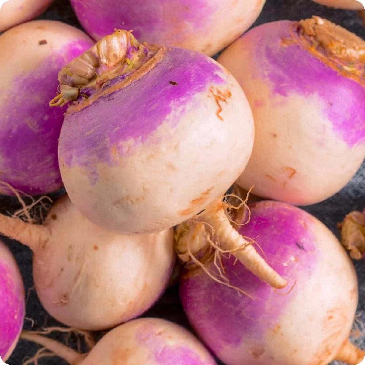 Rutabaga Seeds, Non-GMO Brassica napus Laurentian Variety, Vegetable Seeds for Garden, 300+ Packets, USA Grown