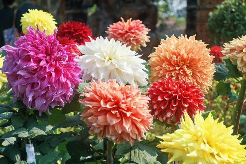 Giant Dahlia Flower Bulbs - Mixed Color Assortment - Dahlia pinnata