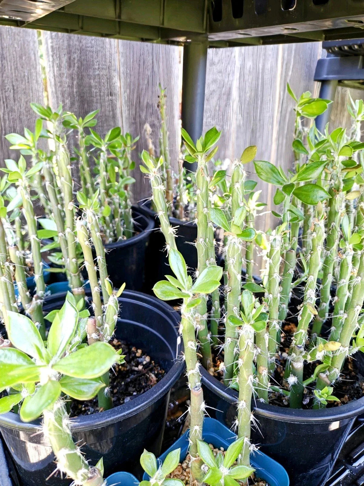 Pereskiopsis spathulata Grafting Stock Cactus Cuttings – 5" Leafy Cacti for Grafting, Succulent Plant for Propagation