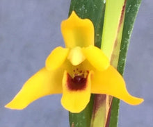 Maxillaria tenuifolia 'Yamada' Orchid Plant 2.5" Pot Rooted