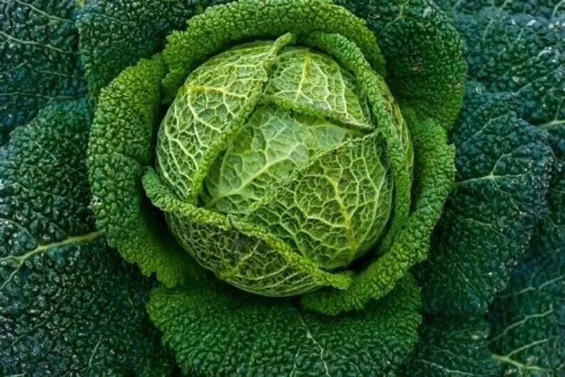 Savoy Perfection Cabbage Seeds - Heirloom Non-GMO Brassica oleracea, 1000+ Fresh Seeds for Cool-Season Gardens