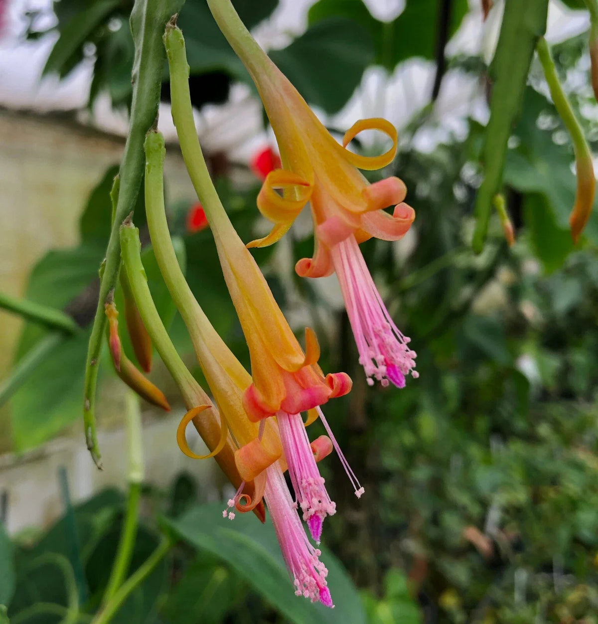 Disocactus salvadorensis 4-inch potted epiphytic cactus Rare Pastel Cloud Forest Indoor Plant