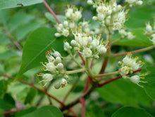Bee-Bee Tree Seeds, 50 Count, Korea Evodia, Tetradium daniellii, Hardy Perennial, Pollinator-Friendly, Fast-Growing