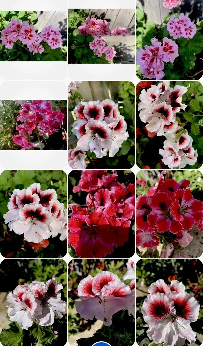 Geranium Perennials Collection – 3 Varieties in 8-Inch Pots, Pelargonium Garden Plants, Full Sun, Low Maintenance