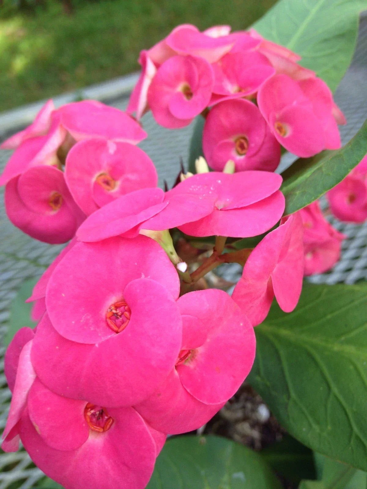 Thai Hybrid Crown of Thorns Cutting - Cherry Cobbler Variety - Euphorbia milii Rooted Plant for Indoor & Outdoor Gardens
