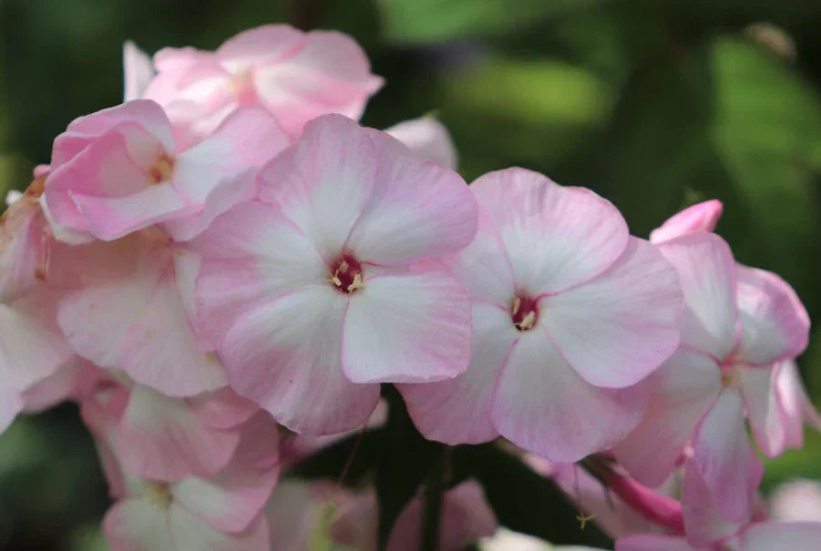 Mother of Pearl Phlox Seeds - 100+ Pack - Phlox paniculata - USA Grown