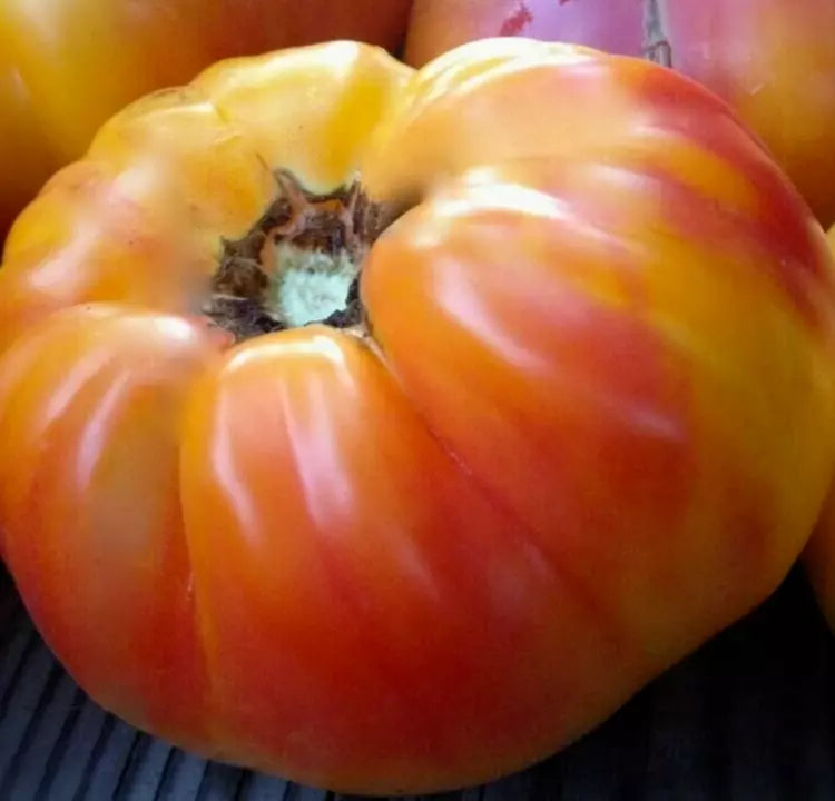 Rainbow Tomato Seeds 50+ Count, Heirloom Indeterminate Solanum lycopersicum, Colorful Juicy Garden Vegetables