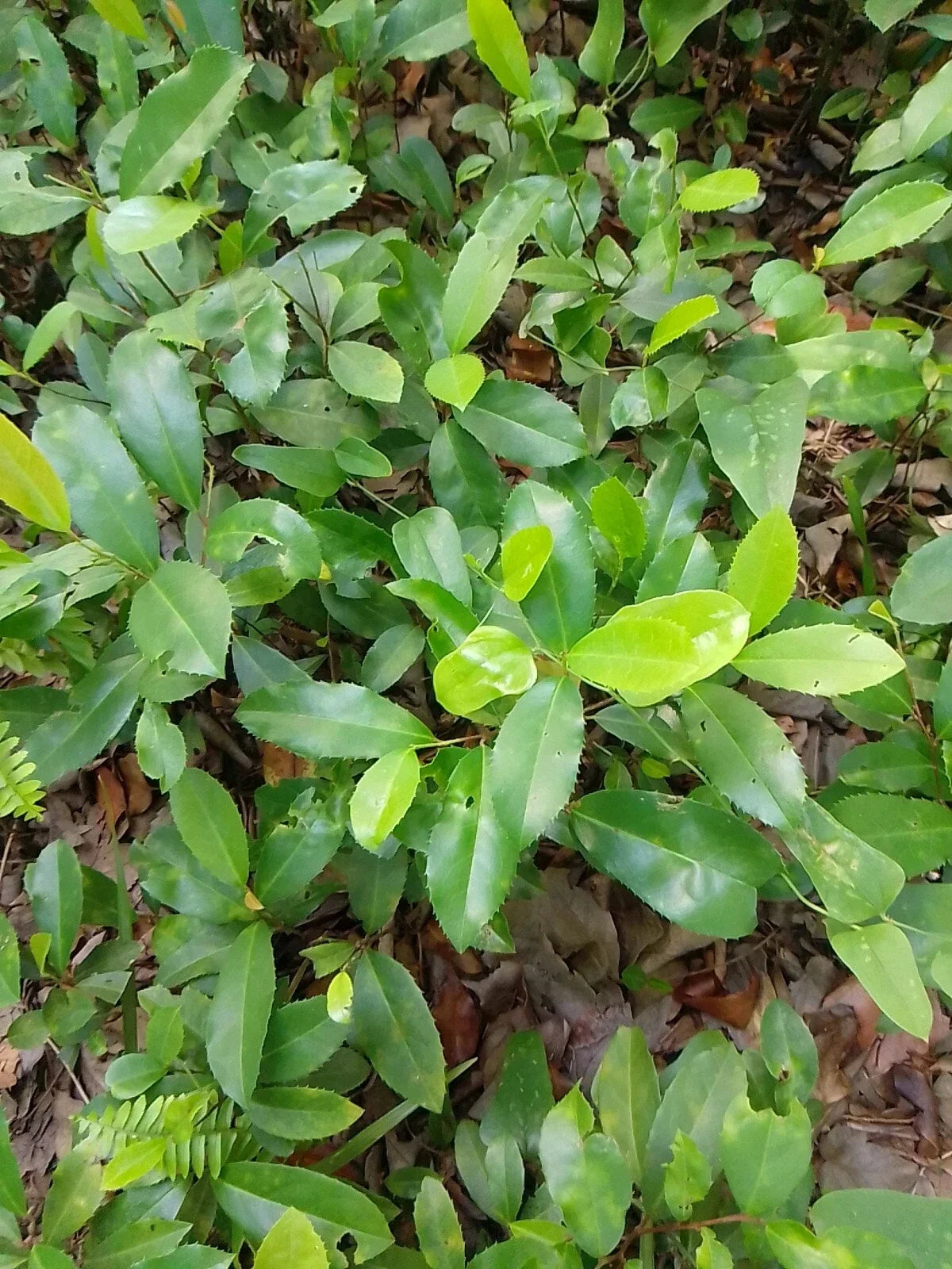 Live Oak Tree Rooted Plants 10-12" Quercus Virginiana Evergreen for Landscaping, Garden, Yard