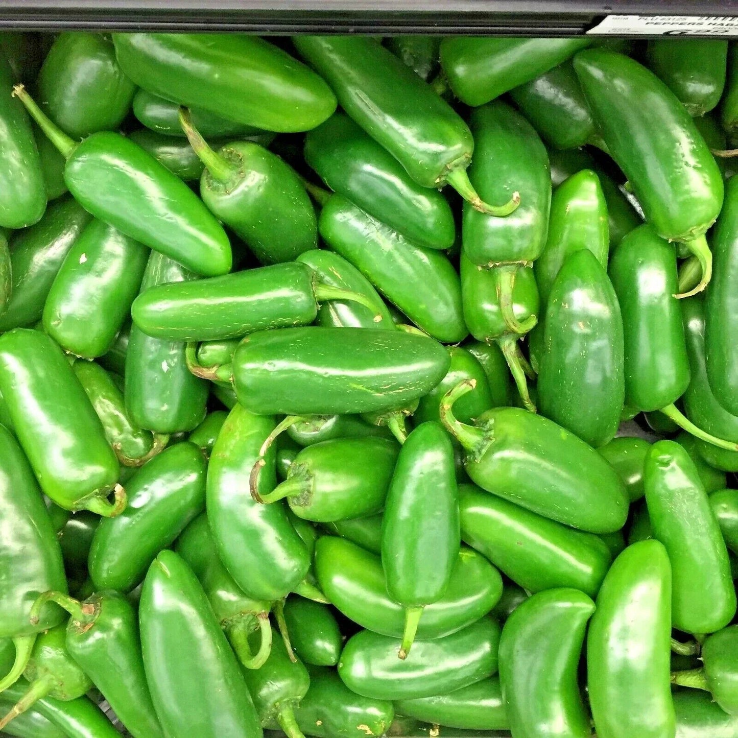 Jalapeno Hot Pepper Seeds - 75+ Organic Capsicum annuum for Summer Garden & Patio