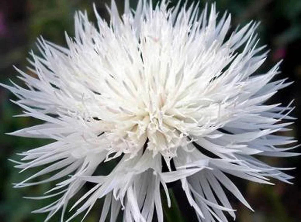 Bachelor Button Seeds Tall White - Centaurea cyanus, Bright Blooms, Butterfly & Pollinator Attractant, 1000 Seeds