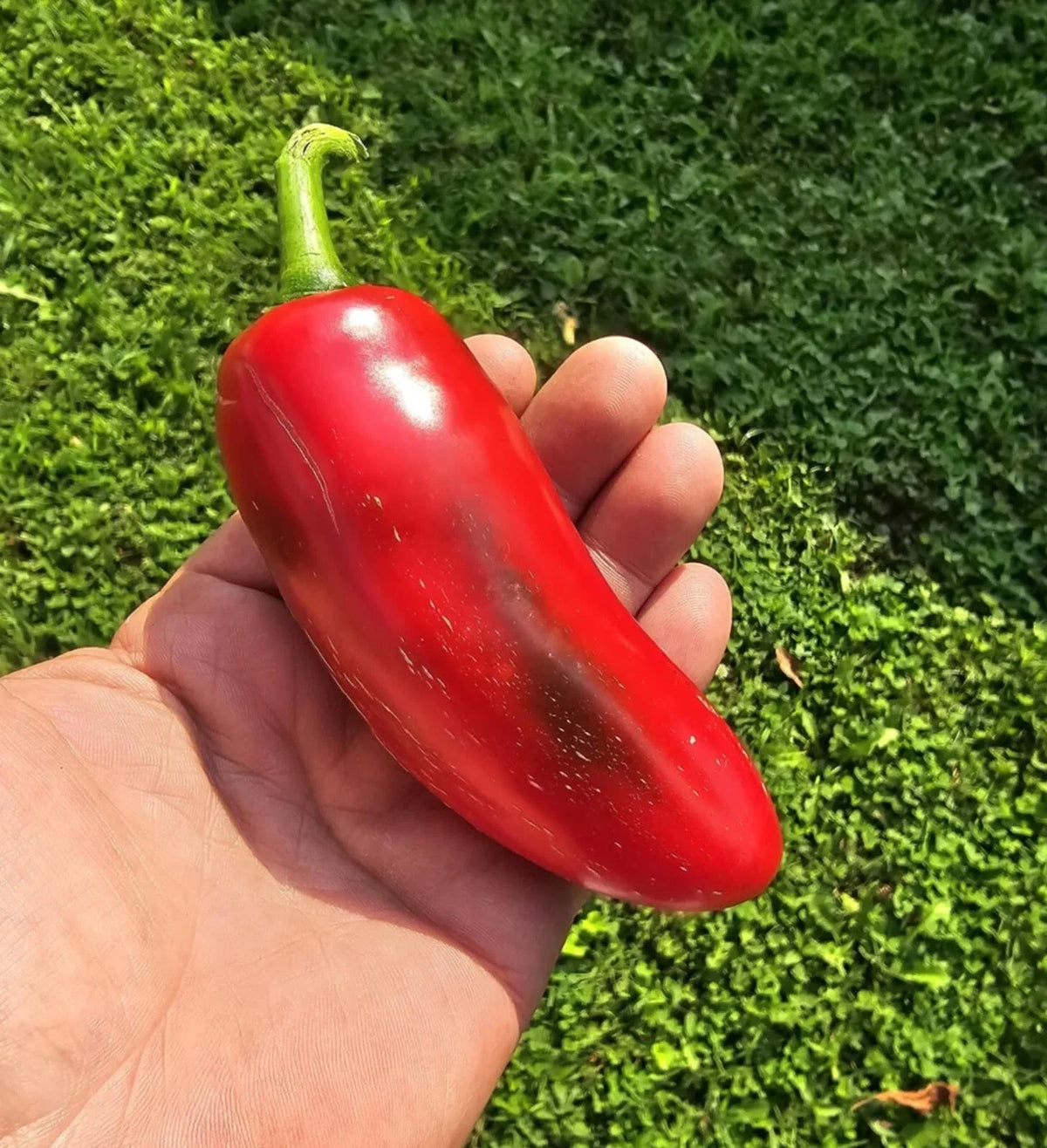Mammoth Jalapeno Hot Pepper Seeds – Heirloom, Organic, Capsicum annuum, Spicy Green & Red Peppers, 50+ Seeds