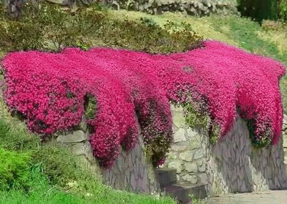 Red Creeping Thyme 500 Seeds Non-GMO Groundcover - Thymus serpyllum