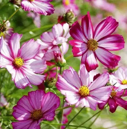 Cosmos Flower Seeds 100 Ct Radiance Variety Cosmos Bipinnatus for Cut Flowers, Pollinator Attractant, Easy to Grow