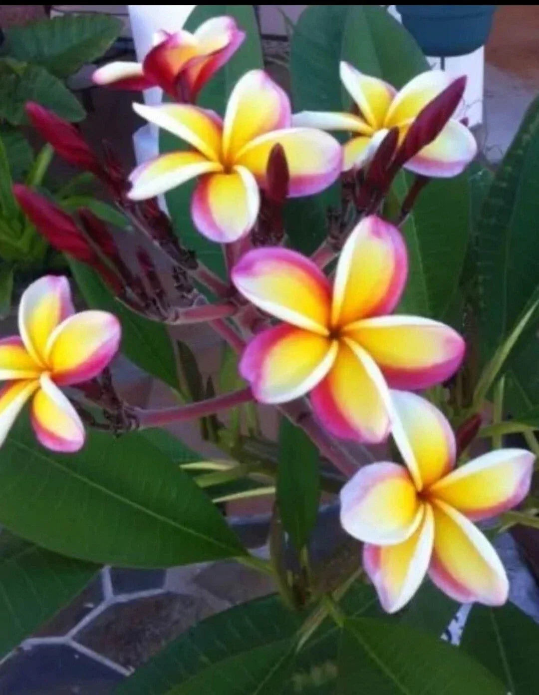 Multicolor Plumeria Plant in 3 Inch Pot | Fragrant Flowers | Rooted from Seeds | Tropical Garden or Indoor Plant