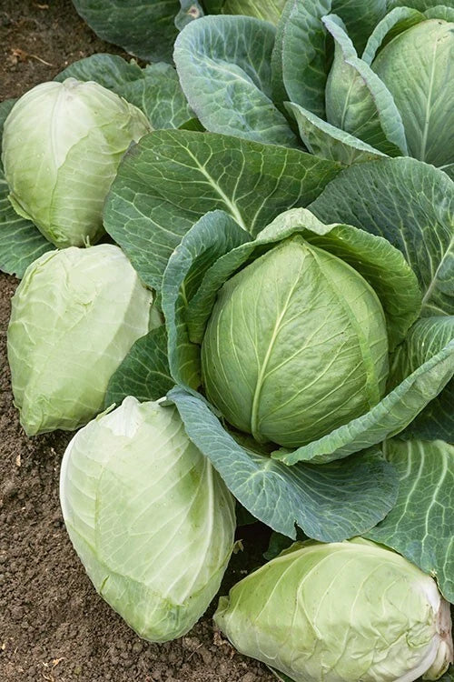 Cabbage Seeds 100+ Heirloom Charleston Wakefield Non-GMO Brassica oleracea Vegetable Seed Packet