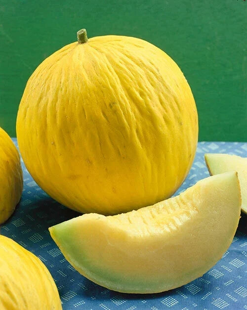 Golden Beauty Casaba Melon Seeds - NON-GMO Muskmelon, Vining, Juicy, Full Sun, Seed Packets, Free Shipping