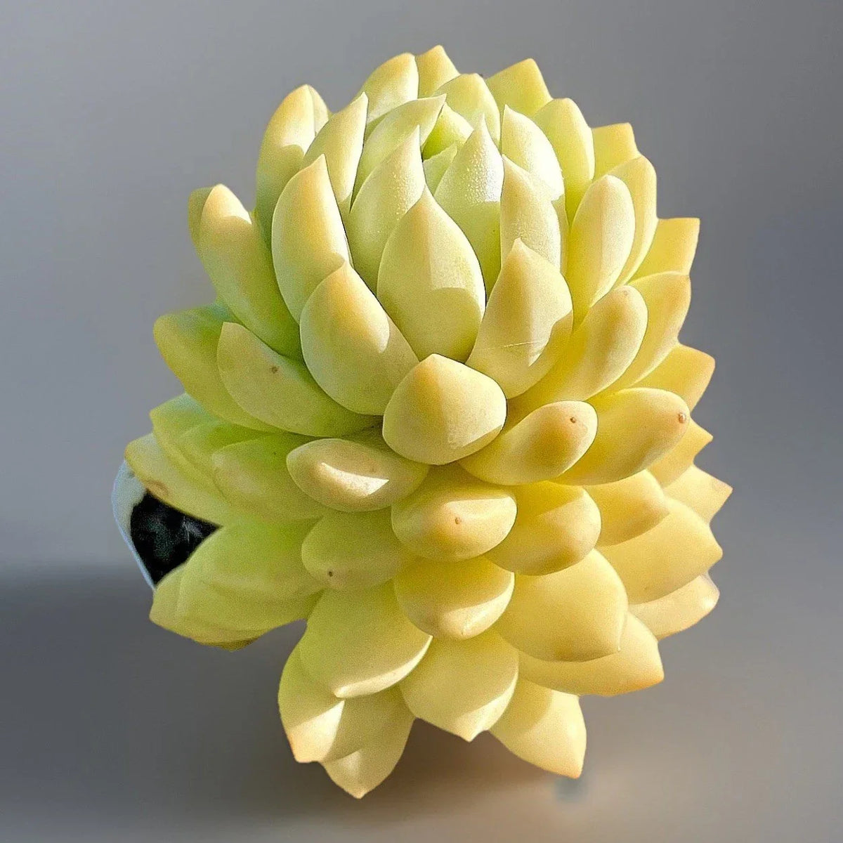 Rare Succulent Live Plant - 2-Inch Sedeveria Lilac Mist Hybrid, Fully Rooted, Colorful Succulent for Indoor & Outdoor Collection