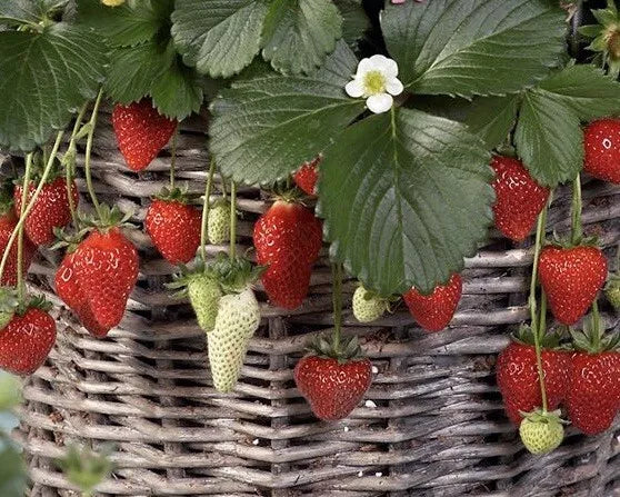 Mixed Everbearing Strawberry Seeds - Fragaria x ananassa - Fruit Seeds for Garden & Containers - 25+ Seeds