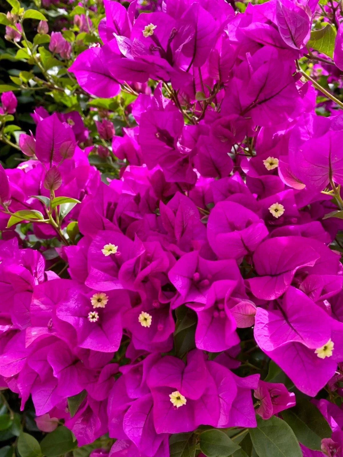 Bougainvillea Fuchsia Cuttings - 4 Pack for Planting, Bougainvillea glabra, Vibrant Blooming Clippings