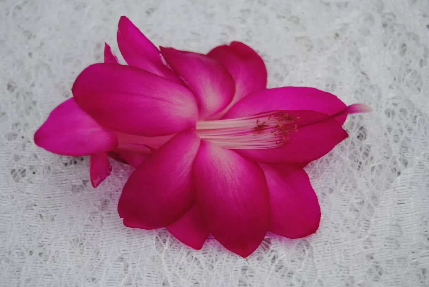 Christmas Cactus Starter Plant - Schlumbergera Truncata Sterling Variety - Small Healthy Houseplant