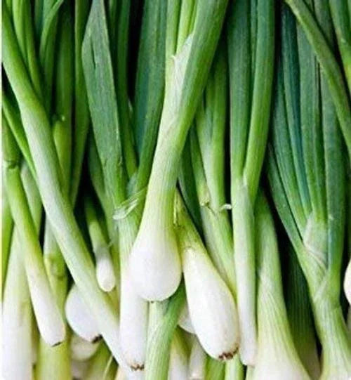 Green Tokyo Bunching Onion Seeds | 150+ Heirloom Allium fistulosum