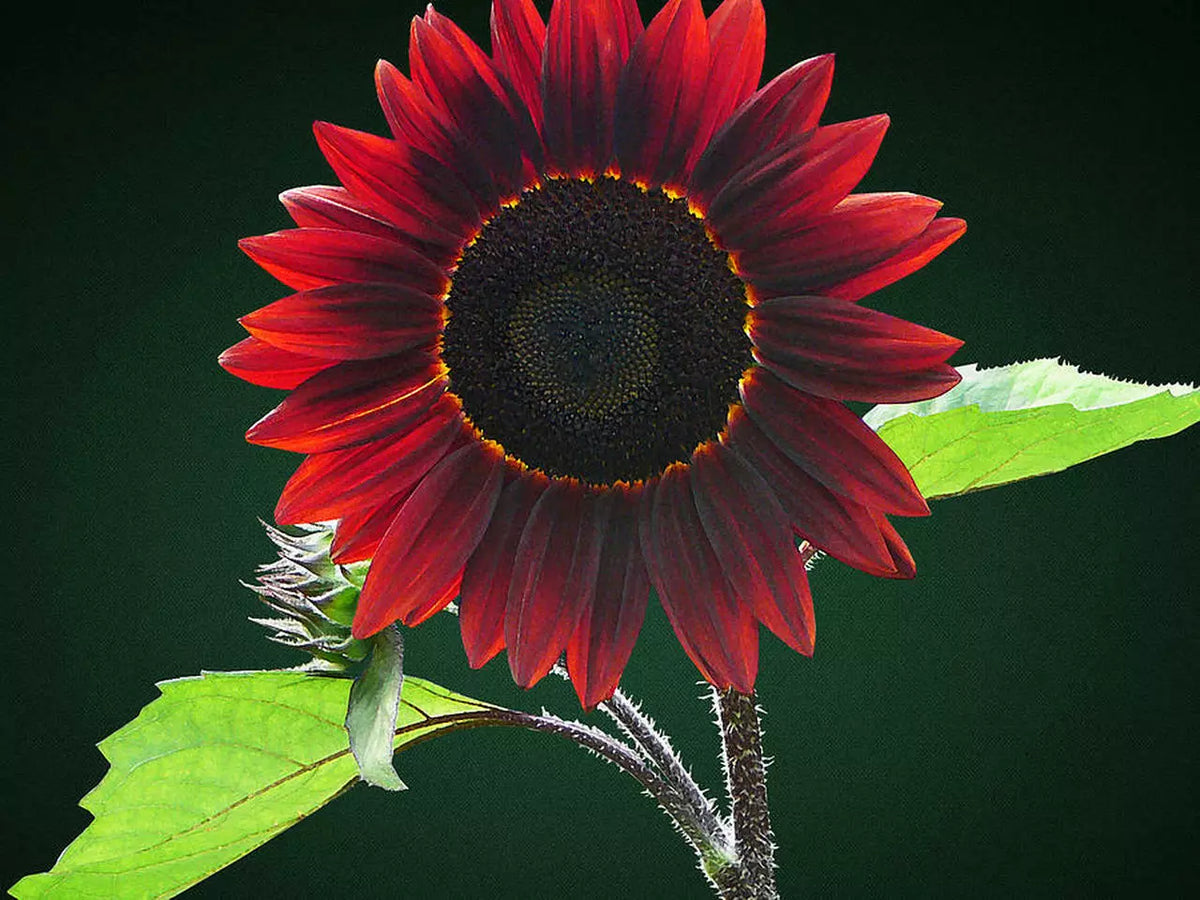 Chocolate Sunflower Seeds | 50 Pack | Helianthus annuus Exotic Flower Seeds
