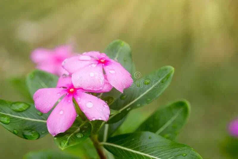 Vinca Seeds Set of 500 - Sunsplash Light Pink - Catharanthus roseus