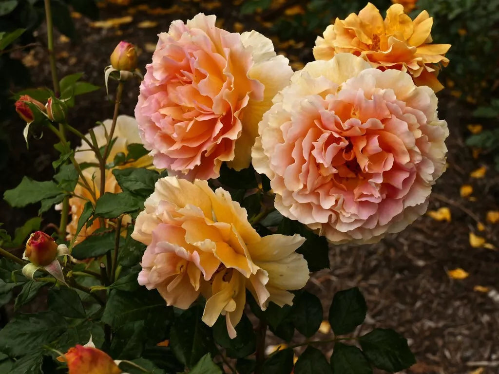 Caribbean Breeze Floribunda Rose Cuttings – Unrooted Fresh Stems, Vibrant Blooms, Fragrant, Rosa 'Caribbean Breeze'