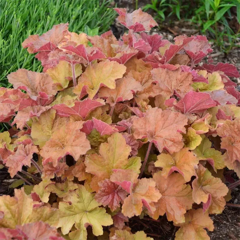 Carmel Heuchera Coral Bells Plant 4'' Pot - Deer-Resistant, Partial Shade