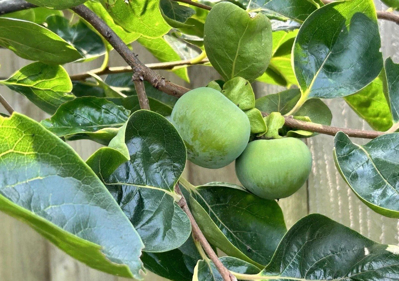 Japanese Fuyu Persimmon Tree Scions for Grafting, 6-8 Inches, Diospyros kaki, Edible Fruit Plant
