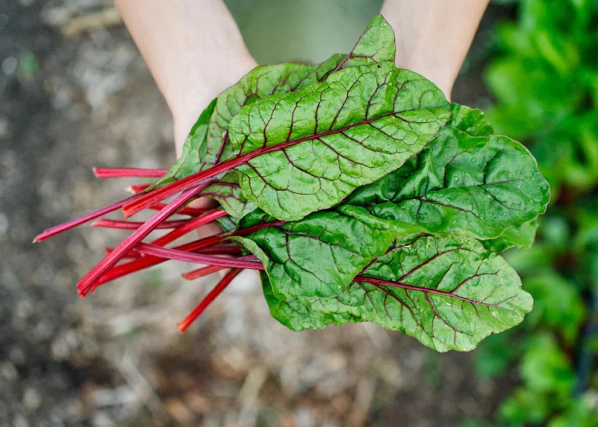 Rhubarb Swiss Chard Seeds - Bright Red Stems, Organic, Non-GMO, Heirloom Beta vulgaris subsp. cicla