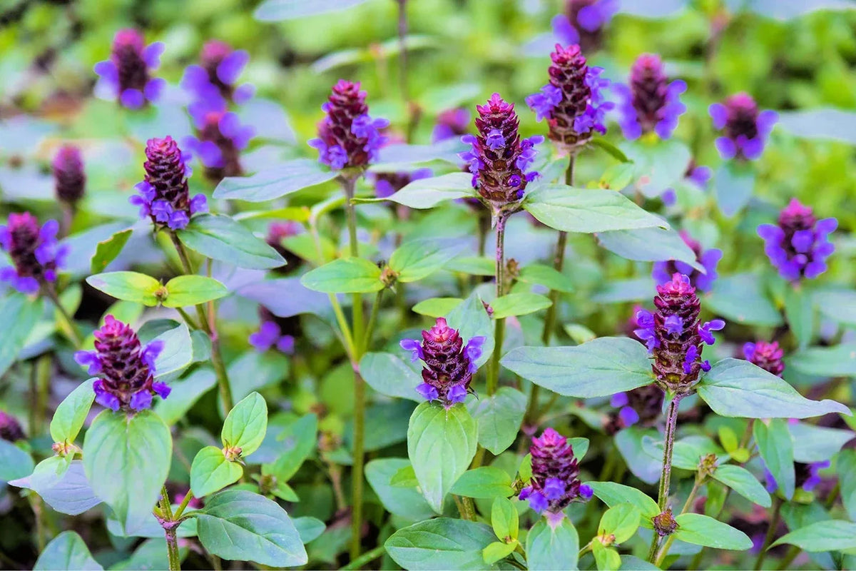 Heal All Plant Seeds (50 Seeds) - Prunella Vulgaris Medicinal Herb & Ground Cover