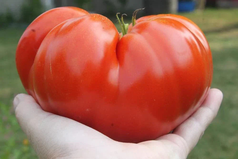 Steakhouse Tomato Seeds (25 Seeds) Non-GMO Large Beefsteak Garden Planting