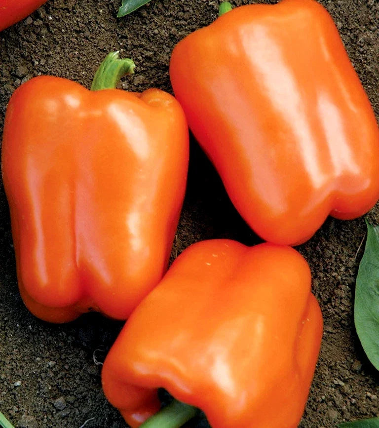Orange Sweet Bell Pepper Seeds - NON-GMO Heirloom, Capsicum annuum, for Garden, Container, Vegetable Garden