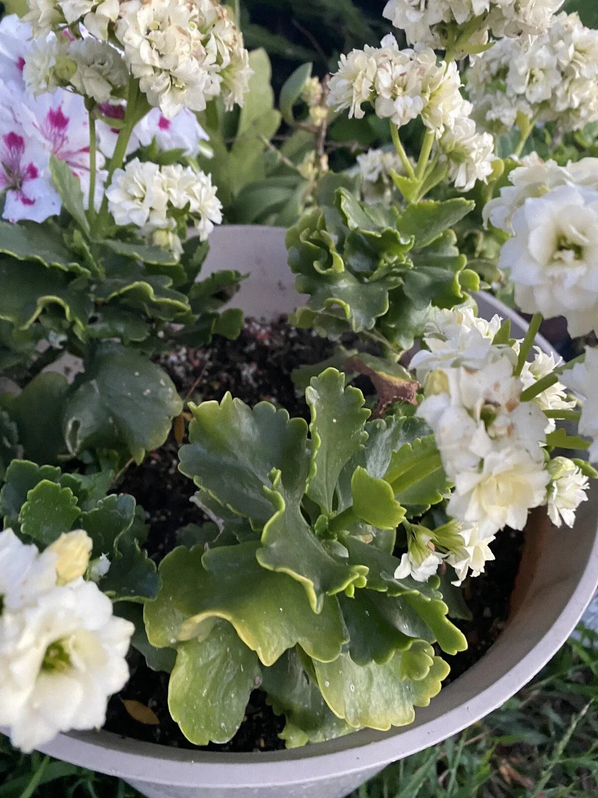Succulent Cuttings x 3 White Kalanchoe Blossfeldiana Live Plant for Propagation & Gardening
