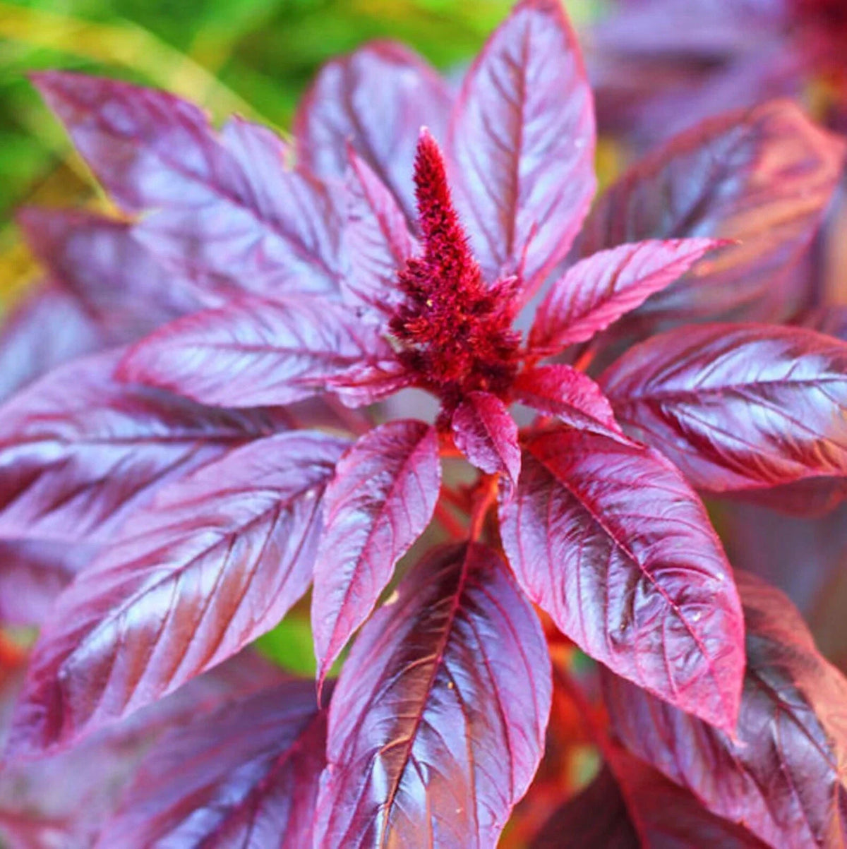 Red Garnet Amaranth Seeds – Non-GMO Annual, Edible & Ornamental, Amaranthus tricolor, 1000+ Seeds, Full Sun, USA Grown