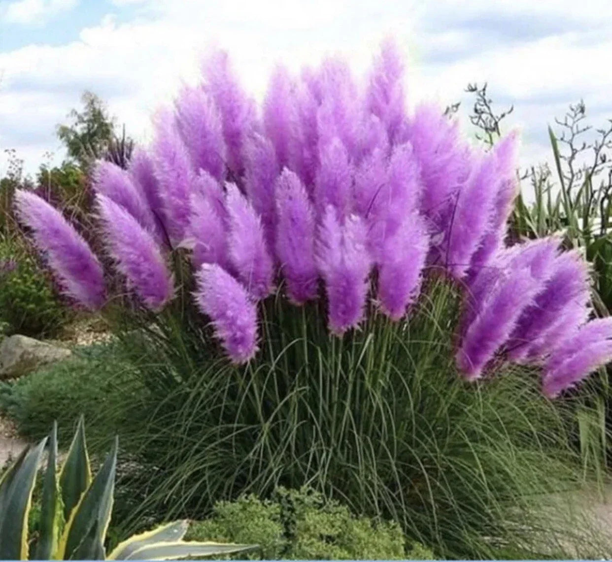 Purple Pampas Grass Plugs – 4 Pack, Ornamental Grass, Cortaderia selloana, Vibrant Purple Feathery Plumes